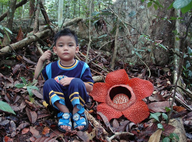 Чудо-цветок Раффлезия (17 фото)