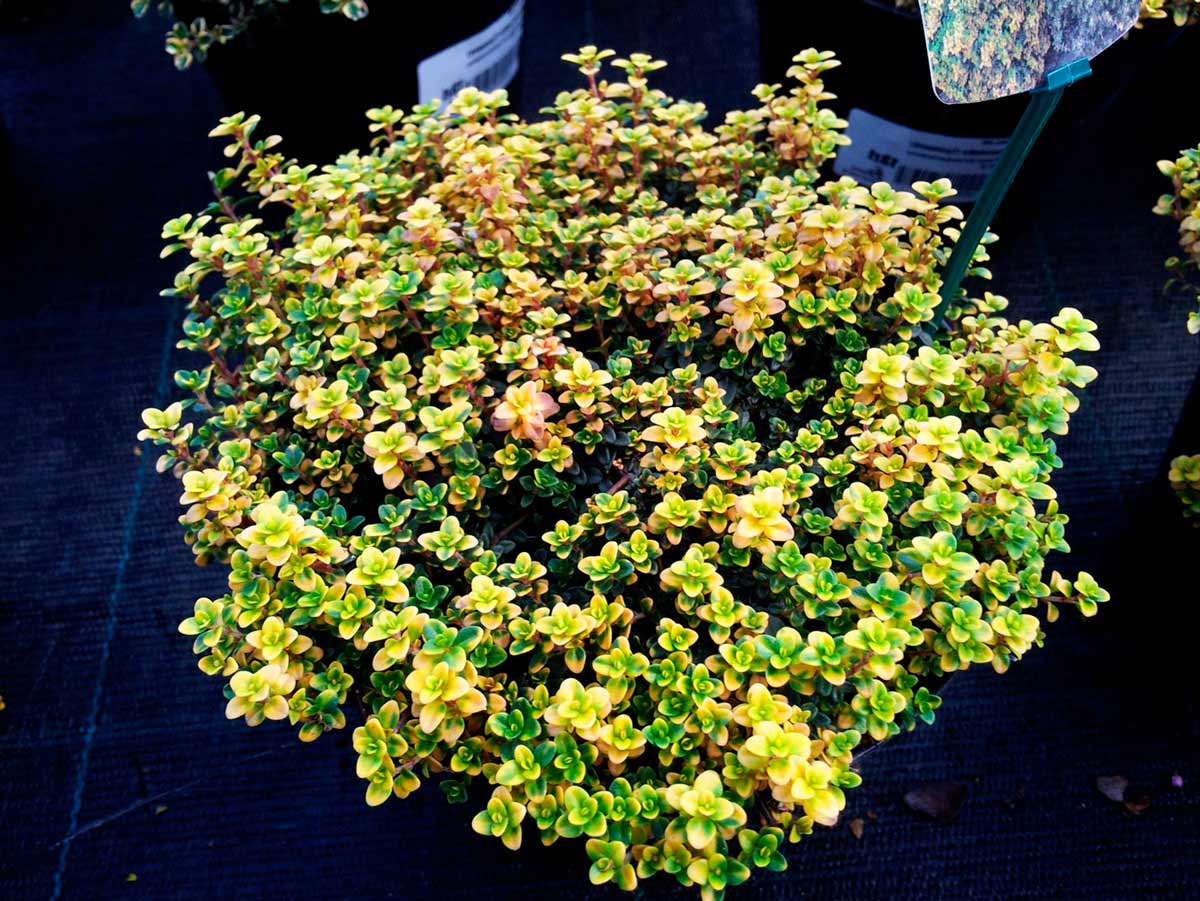 Тимьян фото растения