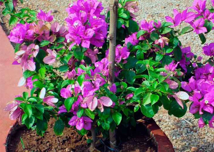 bougainvillaea фиолетовая в клумбе