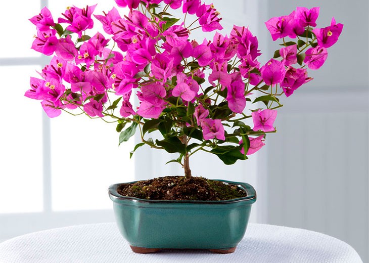 bougainvillaea сформирована в виде босай