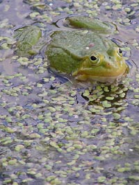 Водное растение .Ряска -корм для рыб,особенно для амура....