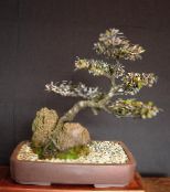 Домашние растения Корокия деревья, Corokia фото серебристый