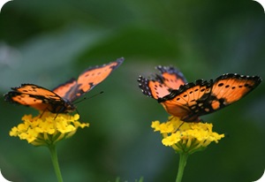 Две бабочки углокрыльницы на цветах