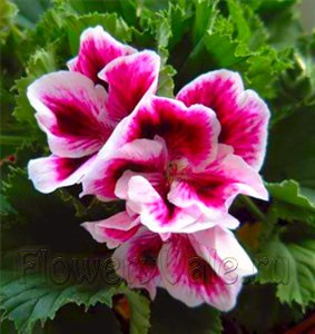 pelargonium