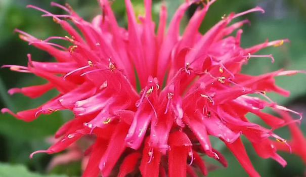 monarda_didyma-03