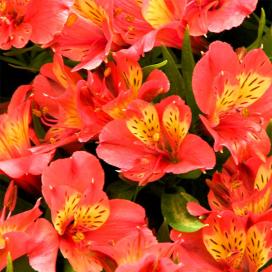 Альстромерия (Alstroemeria)