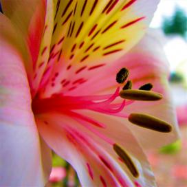 Альстромерия (Alstroemeria)