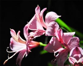 Альстромерия (Alstroemeria)