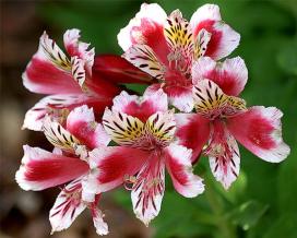 Альстромерия (Alstroemeria)