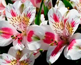 Альстромерия (Alstroemeria)