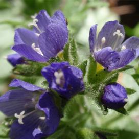 Полемониум (Polemonium caeruleum)