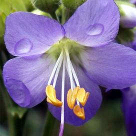 Полемониум (Polemonium caeruleum)