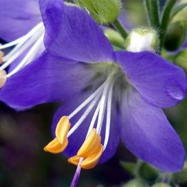 Полемониум (Polemonium)