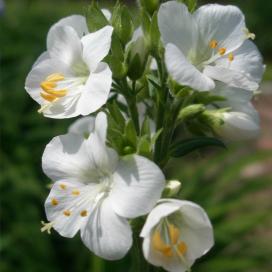 Полемониум (Polemonium caeruleum)