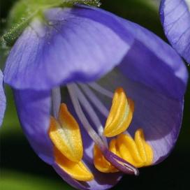 Полемониум (Polemonium)