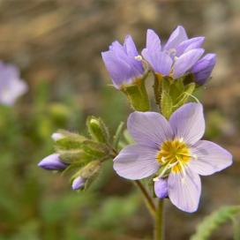 Полемониум (Polemonium boreale)