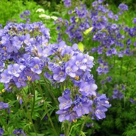 Полемониум (Polemonium caeruleum)