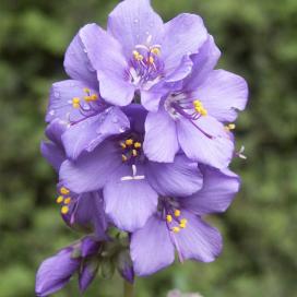 Полемониум (Polemonium caeruleum)