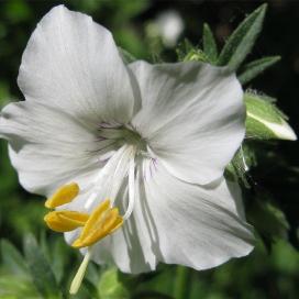 Полемониум (Polemonium caeruleum)