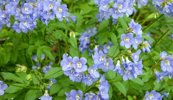 Полемониум (Polemonium caeruleum), или синюха лазурная