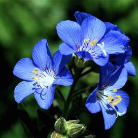 Полемониум (Polemonium foliosissimum)