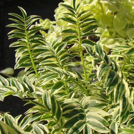 Полемониум пестролистный (Polemonium variegata)