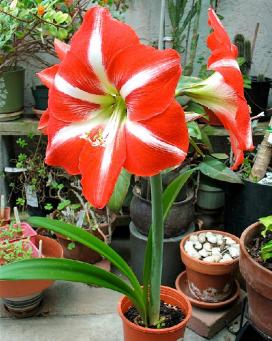 Амариллис (Amaryllis)