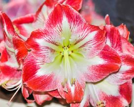 Амариллис (Amaryllis)