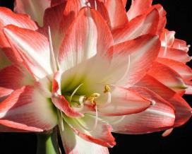 Амариллис (Amaryllis)