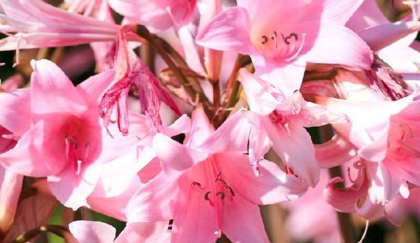 Амариллис беладонна (Amaryllis belladonna)