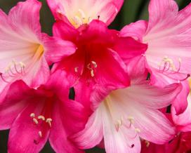 Амариллис беладонна (Amaryllis belladonna)