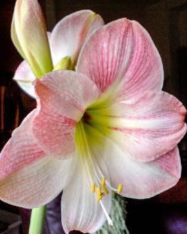 Амариллис беладонна (Amaryllis belladonna)