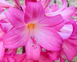 Амариллис беладонна (Amaryllis belladonna)