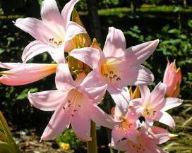 Амариллис беладонна (Amaryllis belladonna)