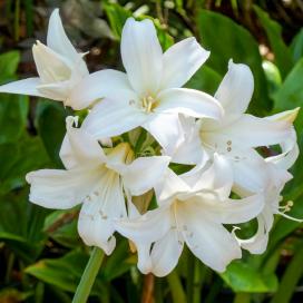 Амариллис беладонна (Amaryllis belladonna Fred Meyer White)