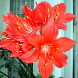 Гиппеаструм (Hippeastrum)