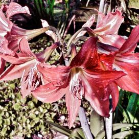 Гиппеаструм (Hippeastrum)