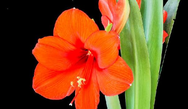 Гиппеаструм (Hippeastrum)