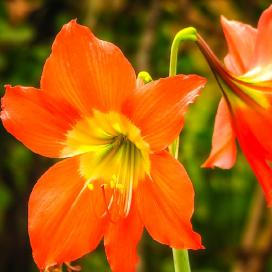 Гиппеаструм (Hippeastrum)