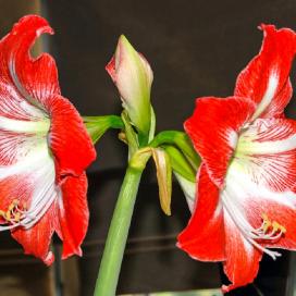 Гиппеаструм (Hippeastrum)