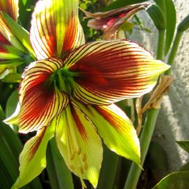 Гиппеаструм (Hippeastrum)