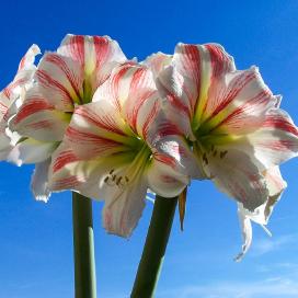 Гиппеаструм (Hippeastrum)