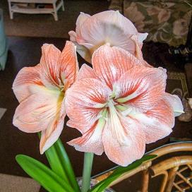 Гиппеаструм (Hippeastrum)