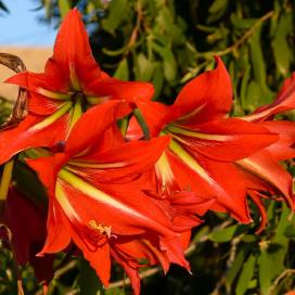 Гиппеаструм (Hippeastrum)