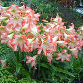 Гиппеаструм (Hippeastrum)