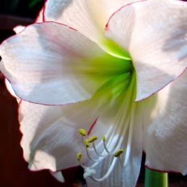 Гиппеаструм (Hippeastrum)