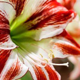 Гиппеаструм (Hippeastrum Ambiance)