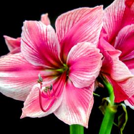 Гиппеаструм (Hippeastrum Gervase)