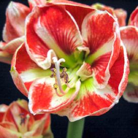 Гиппеаструм Самба (Hippeastrum Samba)