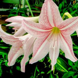 Гиппеаструм гибрид Бразильский полосатый (Hippeastrum reticulatum Hybrid Brazilian Stripe)